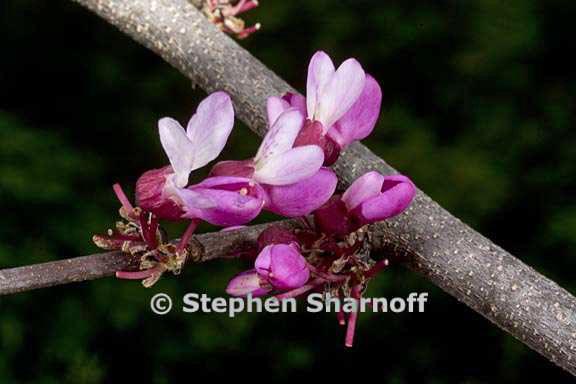 cercis canadensis ssp mexicana 2 graphic